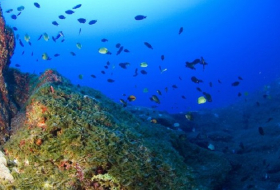 Scientists discover hidden world of Hawaii`s coral `twilight zone` 
